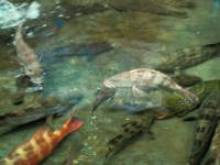 /album/photogalery-fish-species/a-75-edited-jpg/